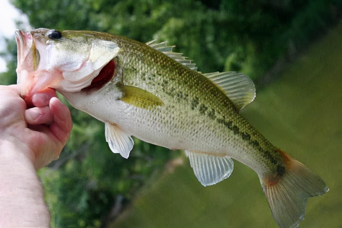 怎么选鲈鱼才是最好的,怎么挑选市场上卖的鲈鱼