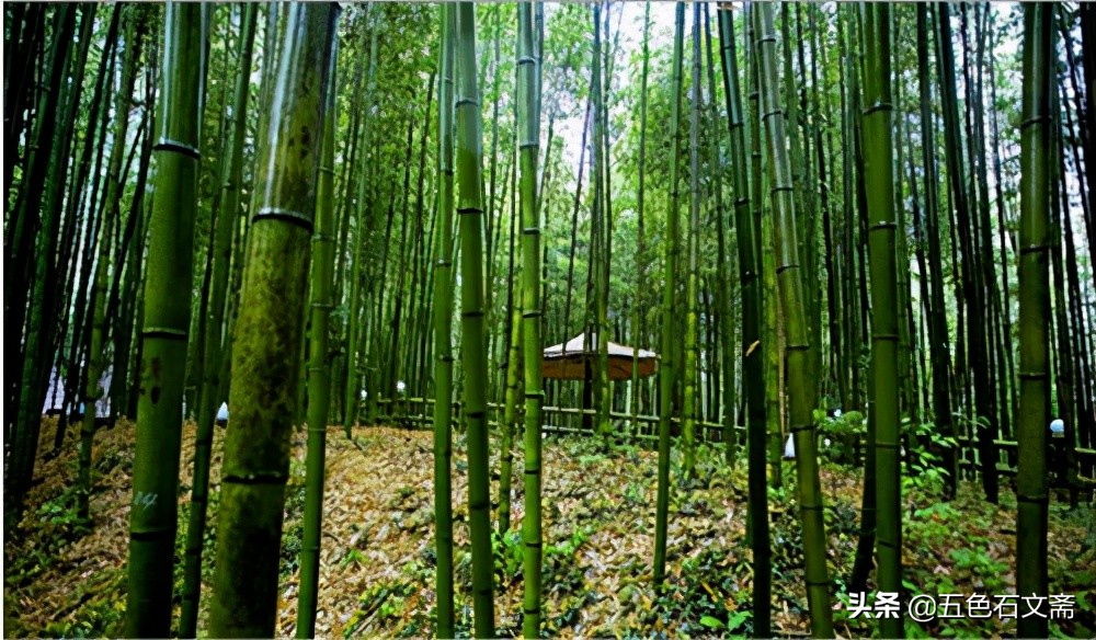 书香心韵（一）：话书