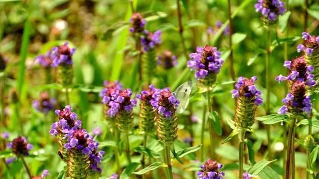 难以入睡，是这个原因闹得！做噩梦和各种怪梦预示身体出现了问题