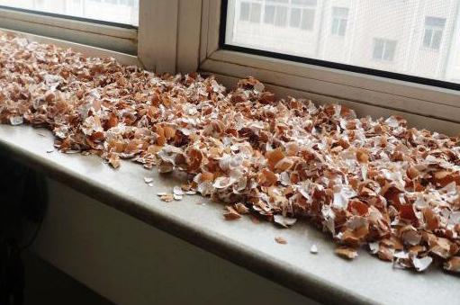 盆栽土的表面发霉要不要紧,盆栽新土怎么处理