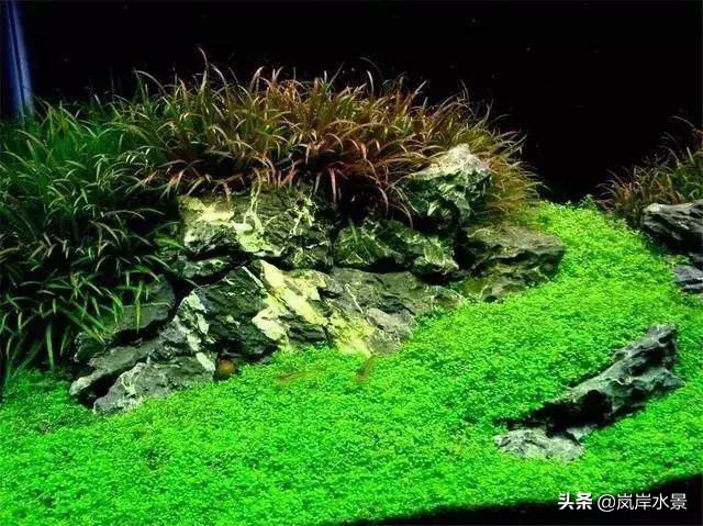 岚岸水景鱼缸,岚岸水景设计加盟