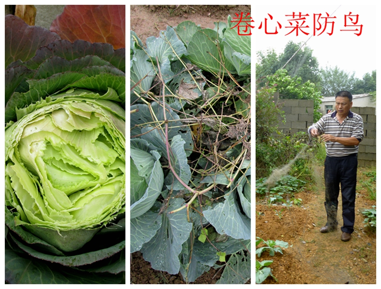 甘蓝蔬菜档案介绍,十种蔬菜卷心菜