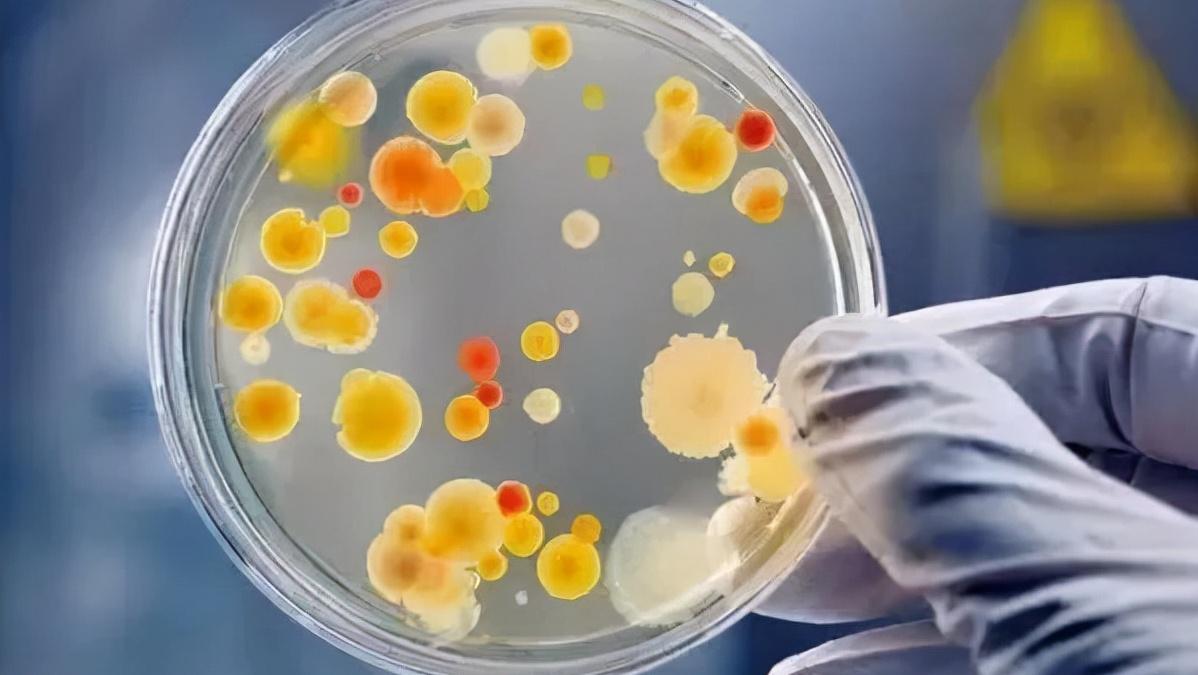 明星代言的酵素哪个比较好,酵素明星代言