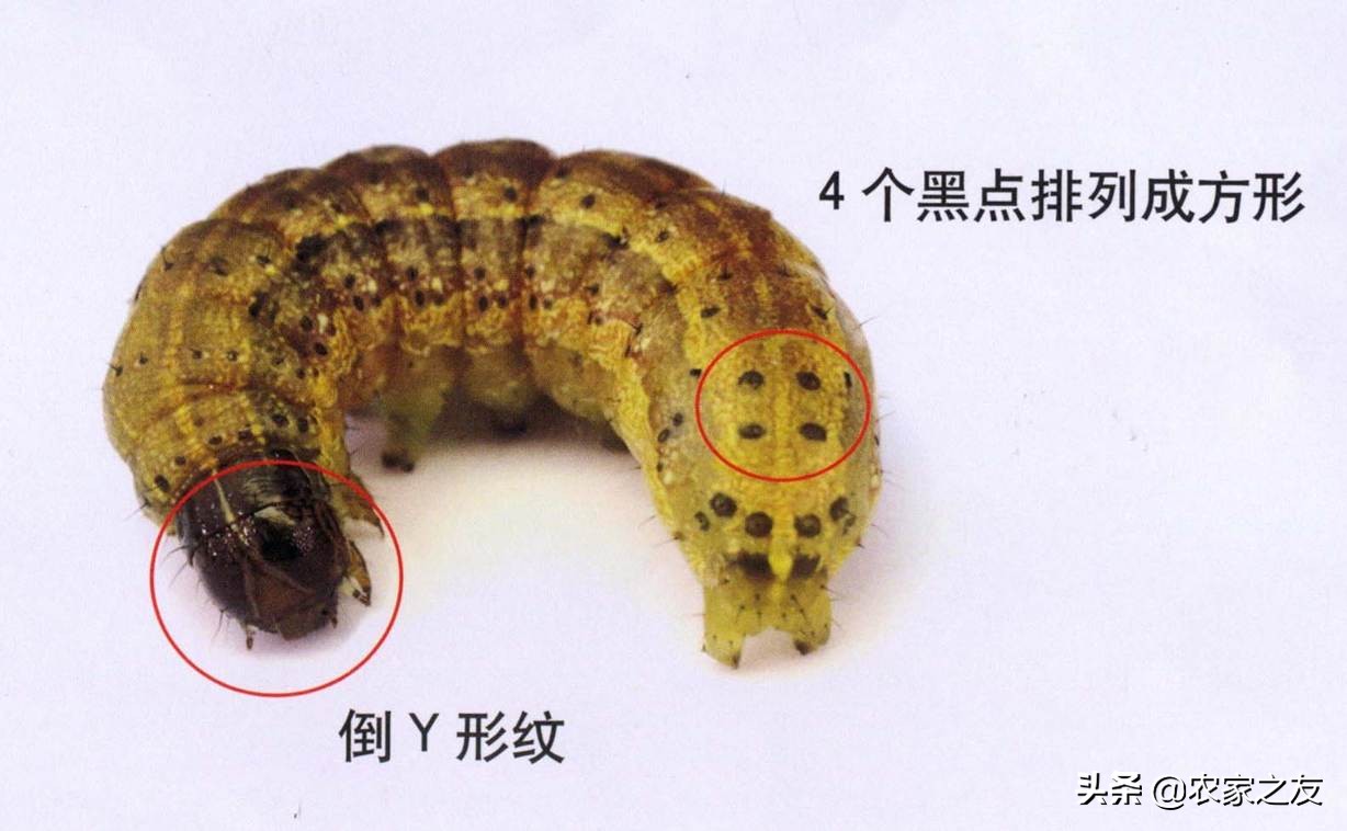 草地贪夜蛾是单食性吗,草地贪夜蛾如何发生