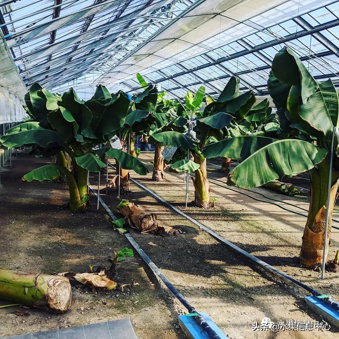 日本农业发达到什么程度?荔枝、香蕉、菠萝竟然用温室来种
