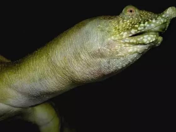 在家饲养小甲鱼的正确方法,家庭鱼池如何养小甲鱼