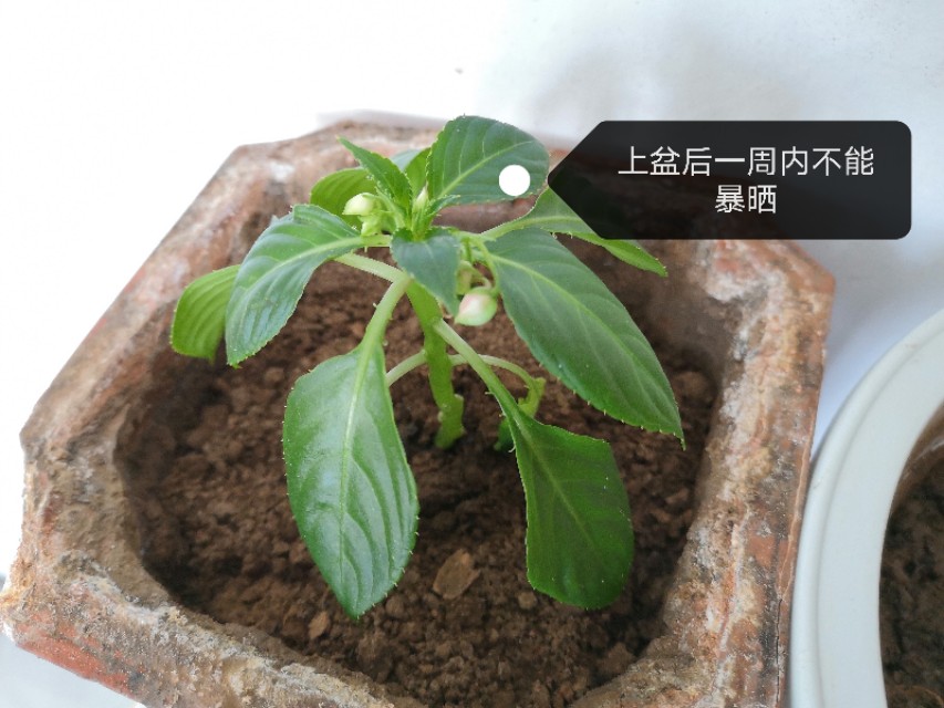 玻璃翠花怎么繁殖,玻璃翠怎么种植视频教程