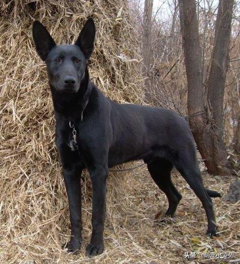 土狗分为哪三种狗品种呢,小土狗都有哪种品种的狗