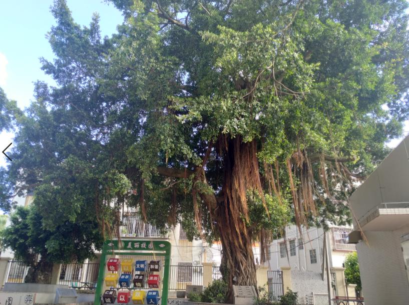 三灶中兴小学环境,一起来看看学校风采