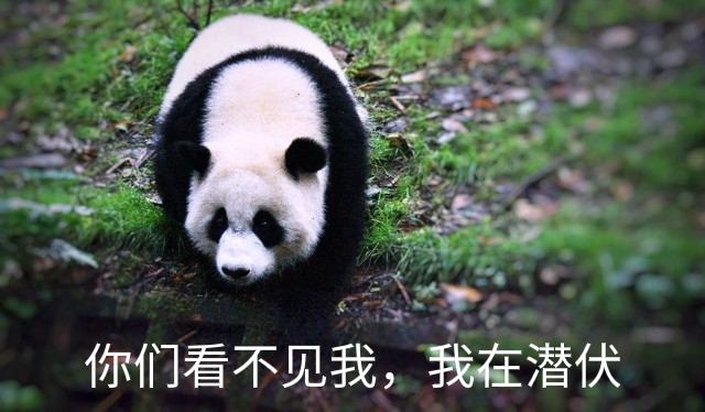 被发现了…可爱大熊猫的秘闻……
