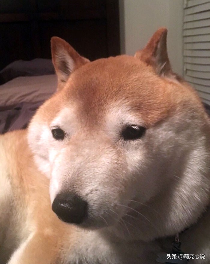 被蜜蜂给蛰了的猫咪狗狗们,猫咪狗狗被蜜蜂蜇了咋办