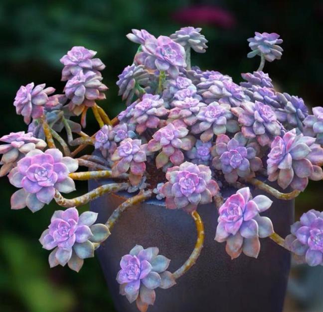 包菜多肉品种哪种最容易上色,什么多肉阳台养容易上色