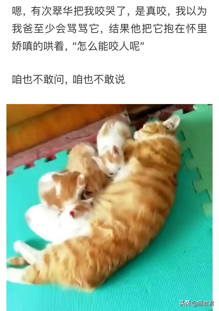 劝养猫的人别养两只猫,劝养猫的朋友都别养两只猫