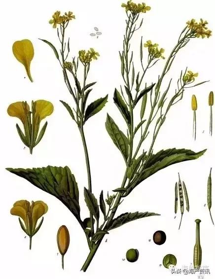 寿司用芥末好吃还是刺身用的芥末,三文鱼刺身除了芥末还有什么