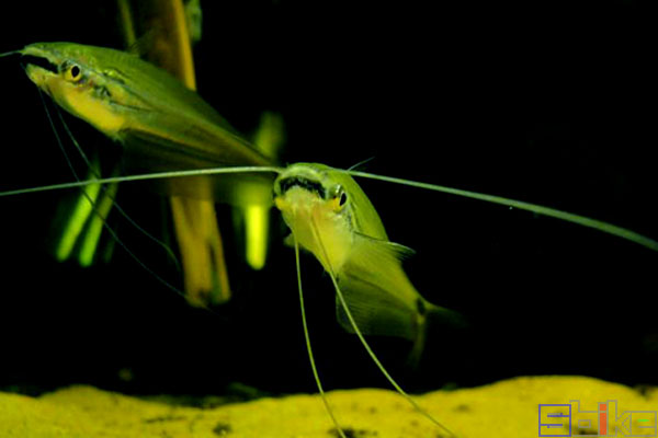 冷门热带小型观赏鱼,简单好养的观赏鱼都有哪些