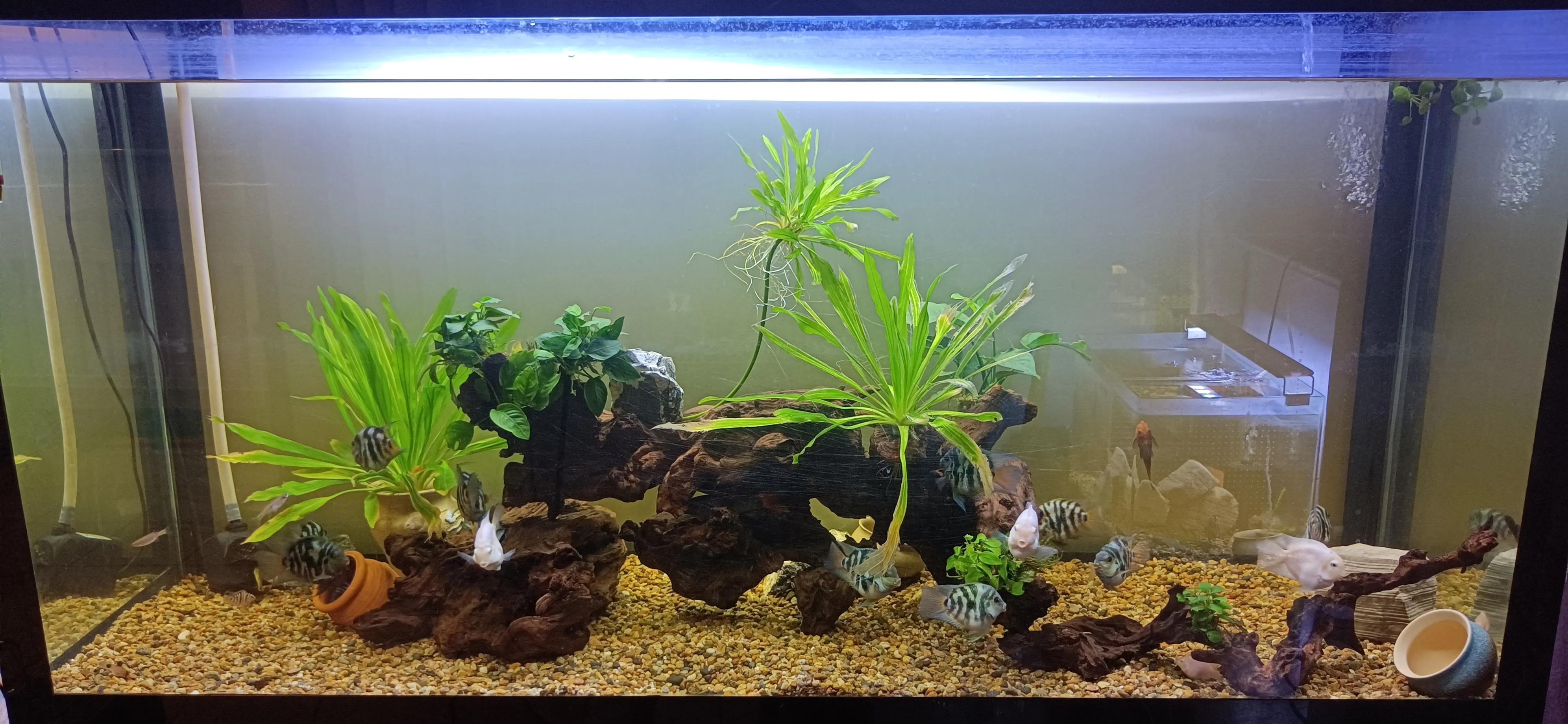 鹦鹉鱼可以跟迷你鹦鹉鱼一起养吗,迷你鹦鹉鱼会吃别的鹦鹉鱼小鱼吗