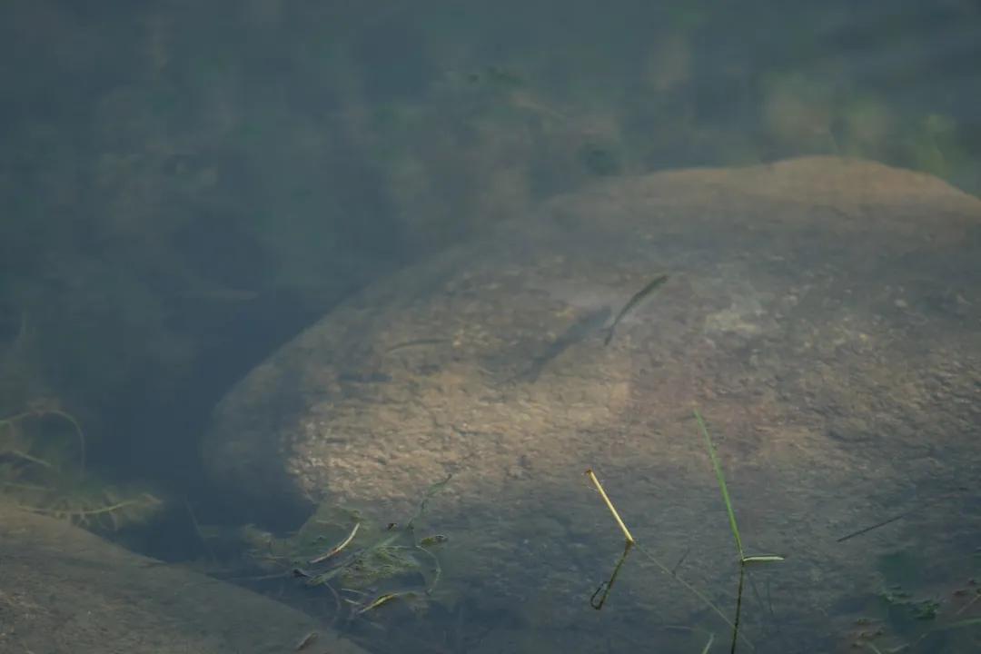武汉华侨城湿地公园绿化,华侨城生态湿地公园武汉什么区
