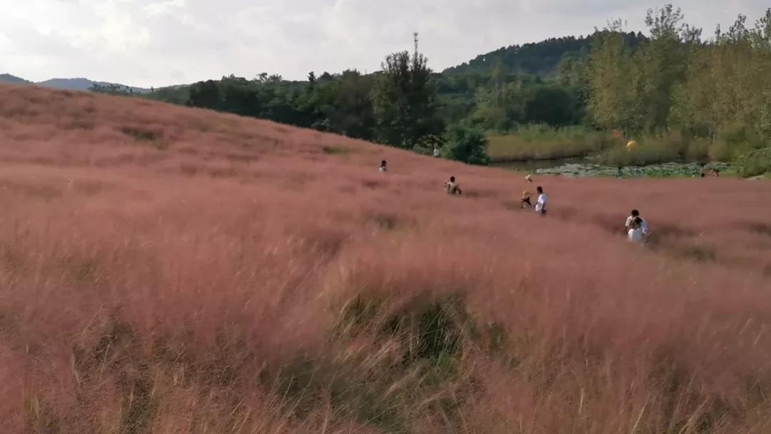 合肥抖音网红打卡景点,合肥100个网红打卡点