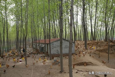 林业专业合作社经营范围,林业合作社申请条件