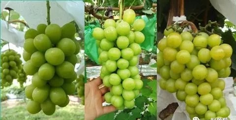 一斤阳光玫瑰的价格,山东阳光玫瑰多少钱一斤