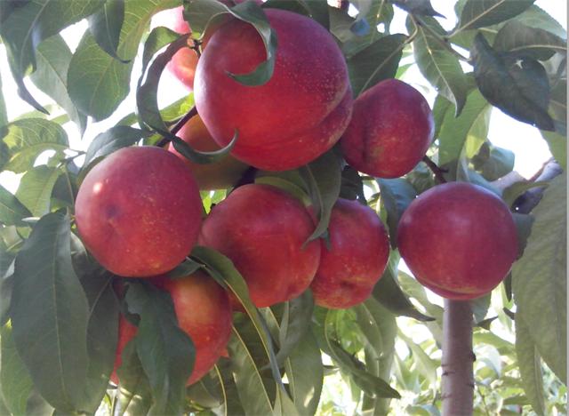 北京四季青西山采摘观光园,尽享采摘时光