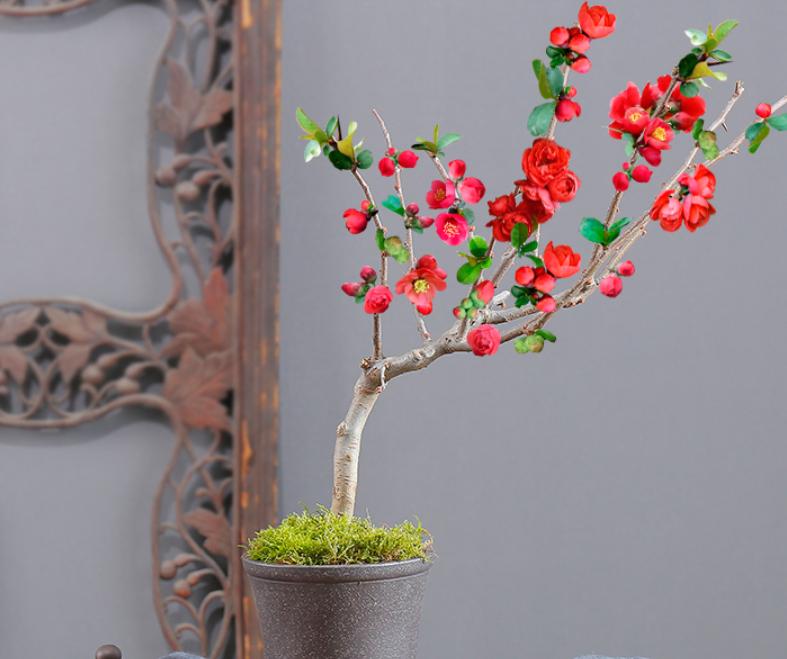 此花号称红宝石,此花美艳动人代表什么