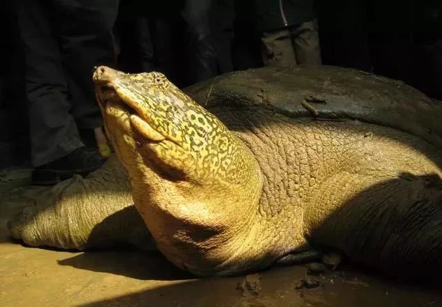 中国最后一只斑鳖,中国最后一只雌性斑鳖