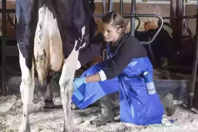 坏疽性乳房炎预防,最快最好的方法治乳房炎