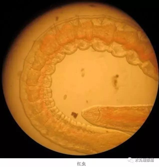 高清丨污水处理微生物图谱