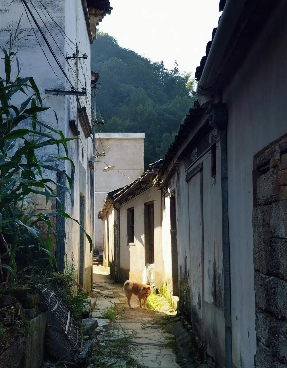 安徽春天美丽的视频,安徽美丽的春天