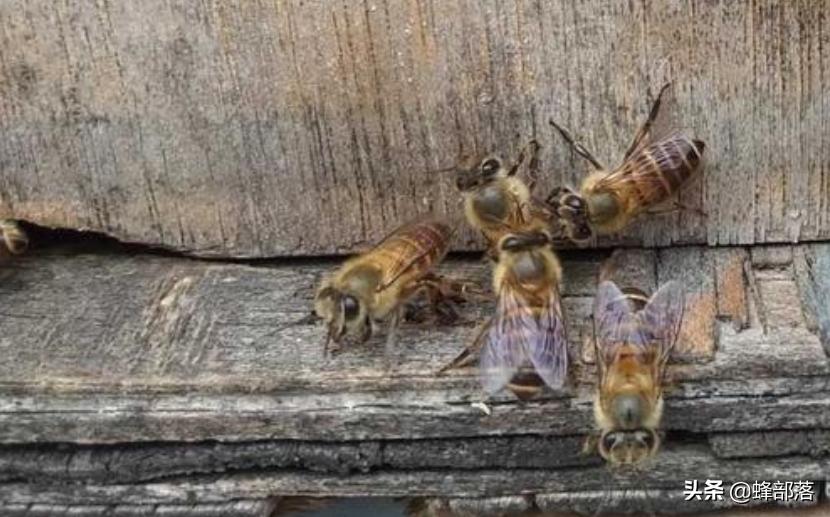 工蜂是如何干扰蜂王交配的？真相：工蜂还真不是省油的灯