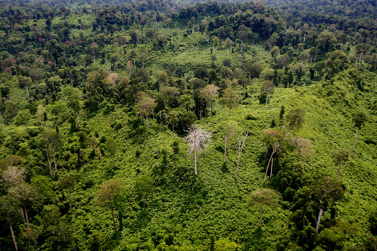 马来群岛热带雨林,马来群岛热带种植园