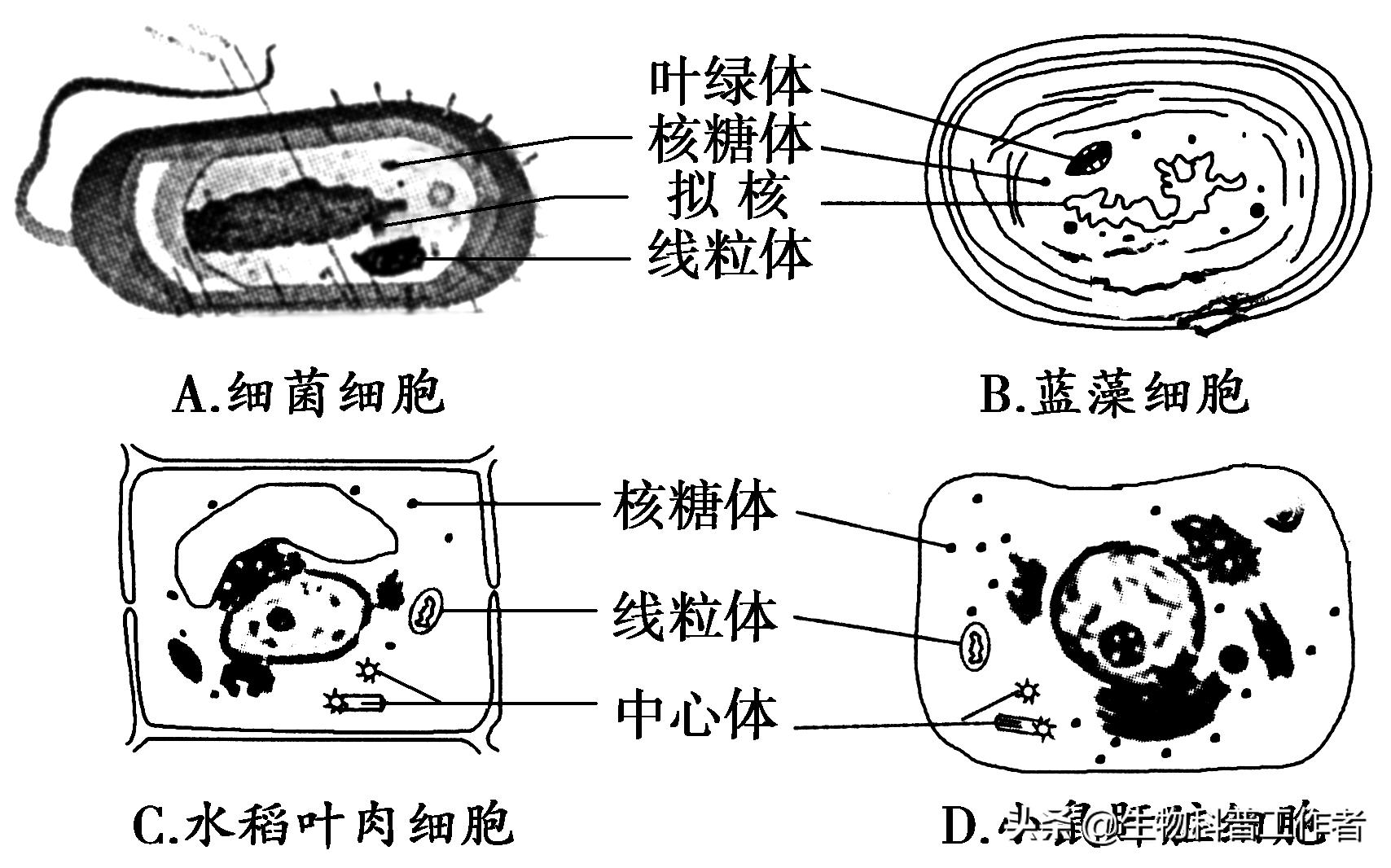 易错点2 原核生物和真核生物的判断