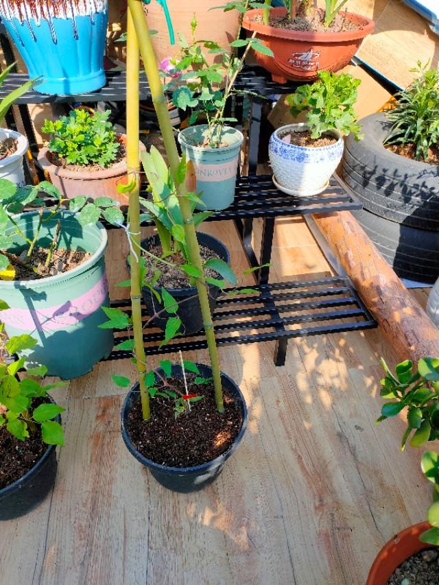 自制花架省钱又漂亮,自制花架全部教程