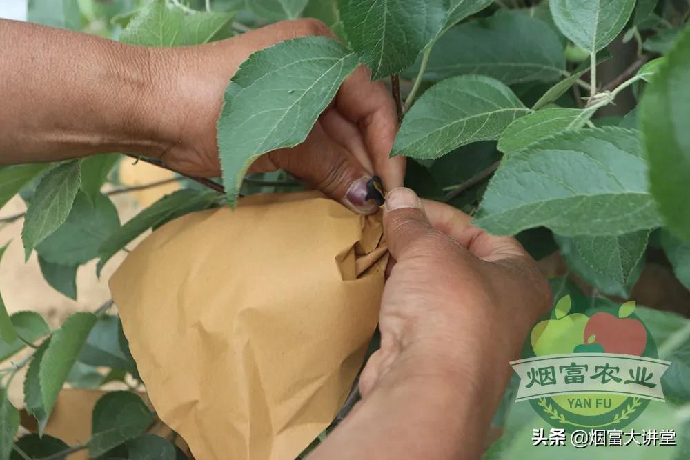 套袋前三遍药怎样喷,苹果套袋前三遍药用药表