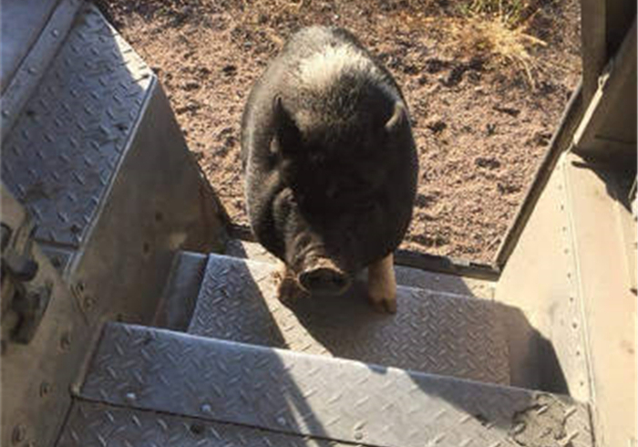 邮递员身边总有小宠物，还偷偷上他车，竟是被其身上的气味吸引