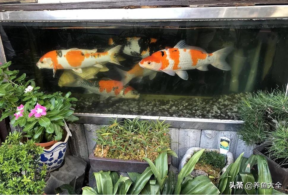 新池锦鲤养水正确方法,锦鲤池无水养锦鲤怎么养的