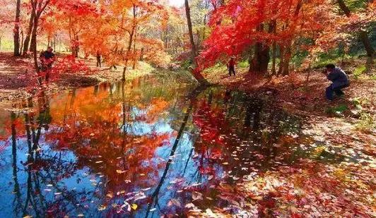 沈阳人注意！去这几个地方的动车打折了！6.5至8折！目的地的春天美成仙境！