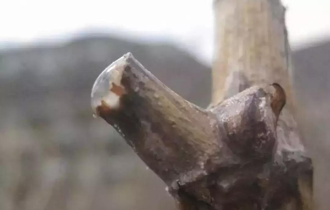 葡萄伤流怎么办小妙招,春天葡萄伤流是什么原因造成的