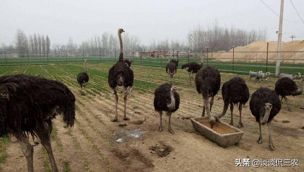 市场十几块一盒的鸡蛋,市场上几十块钱一只的是什么鸡