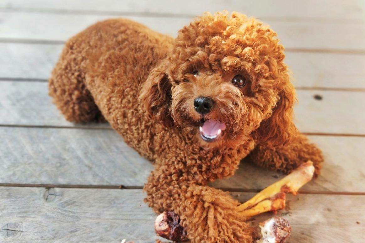 不想养泰迪狗了怎么处理,不想养的狗狗怎样处理