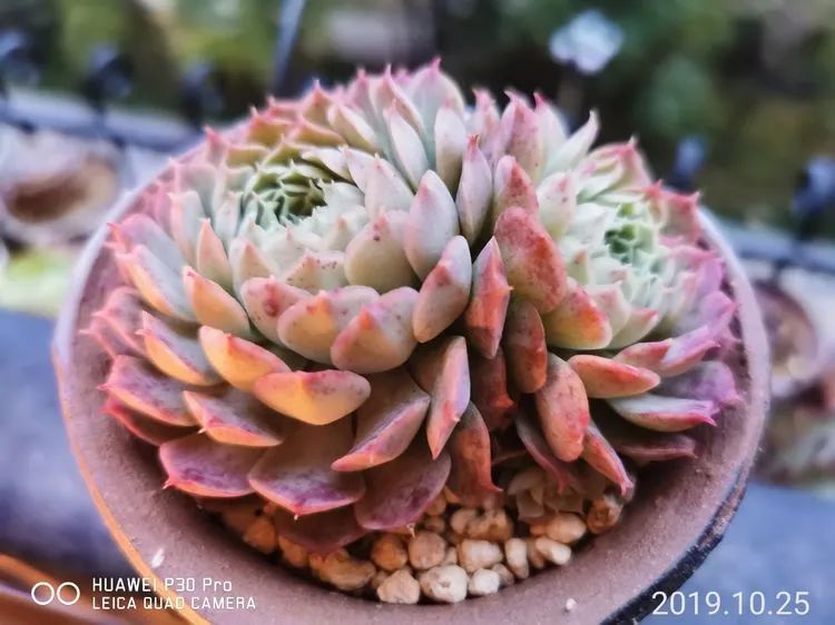 人生就像养多肉一样,人生如同养多肉时间不会怠慢