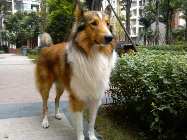 最聪明的狗狗排行榜第一位,国内狗狗的品种大全