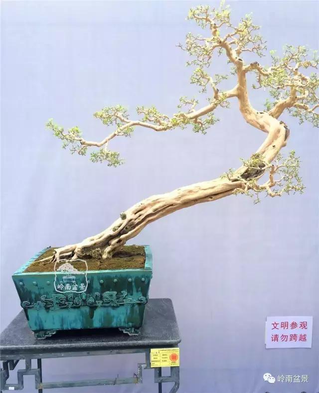 一盆盆景佳作究竟应该是怎样的,大师级盆景作品欣赏