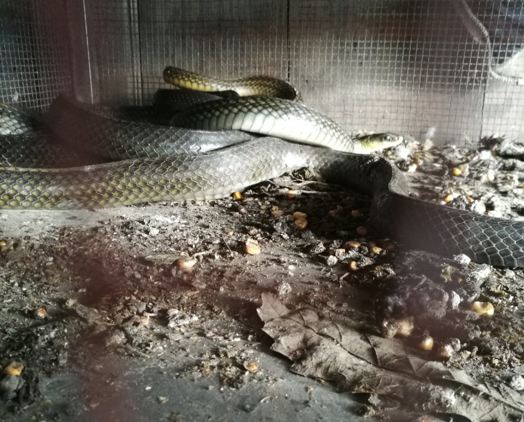 蛇肉煲老母鸡,老蛇肉龙凤汤