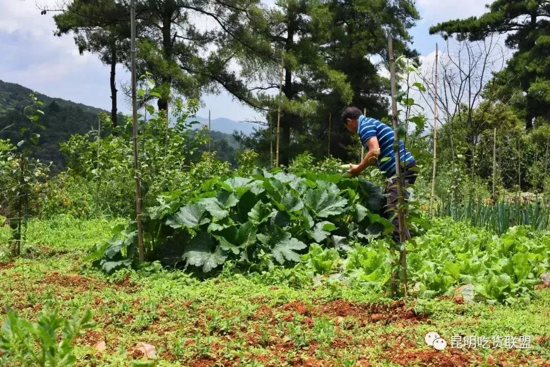 昆明采摘一日游,昆明采摘游