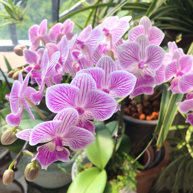 蝴蝶兰叶子发软怎么解决,蝴蝶兰底下叶片发软怎么处理