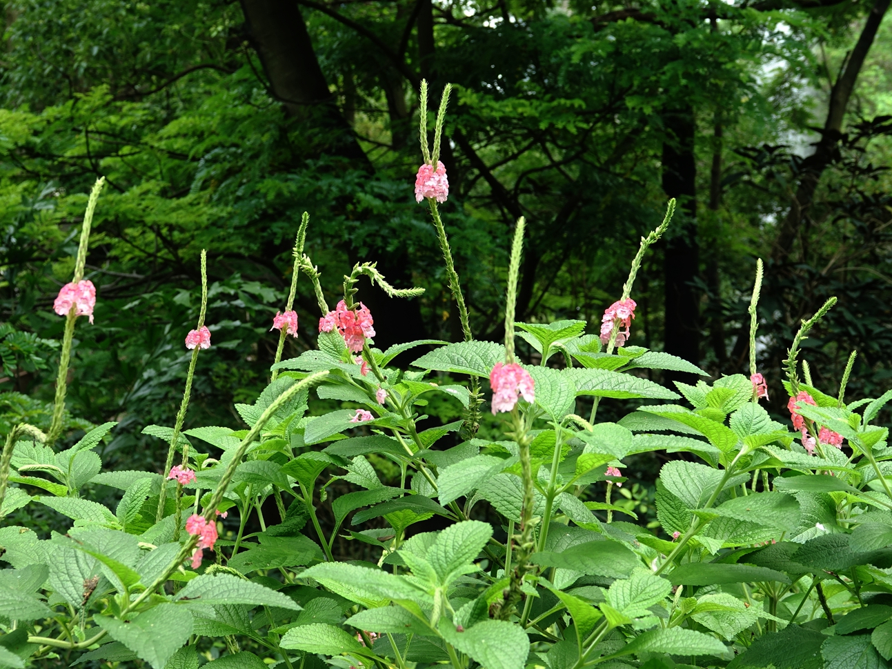花木春秋66:假马鞭,花序类似马鞭草,一百多年前流窜到香港