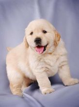 金毛是什么品种的狗,长得像金毛的大肥脸的品种狗