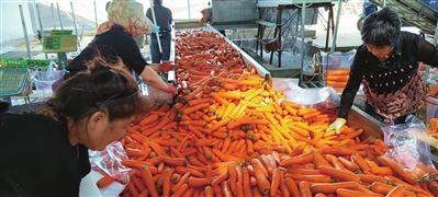 铁岭“神州胡萝卜第一村”的小康路